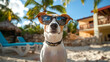 © Oleksandr - Dog with sunglasses in tropical vacation resort