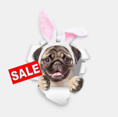 Leinwandbilder - Funny Pug puppy wearing easter rabbits ears shows signboard with labeled 