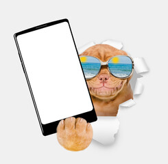 Leinwandbilder - Funny Mastiff puppy wearing mirrored sunglasses holds big smartphone with white blank screen, showing close to camera through torn white paper hole. Empty free space for mock up