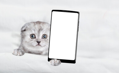 Aufkleber - Cute kitten lying on a bed at home and showing big smartphone with white blank screen in it paw. Top down view. Empty space for text