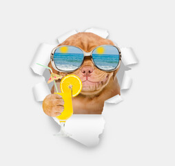 Leinwandbilder - Smiling Mastiff puppy wearing  summer hat and mirrored sunglasses looking through the hole in white paper and holding tropic orange cocktail