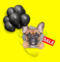 Leinwandbilder - Funny French Bulldog looks through the hole in yellow paper, holding black balloons and showing signboard with labeled 