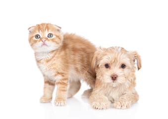 Fototapete - Goldust Yorkshire terrier puppy and ginger kitten sit together. isolated on white background