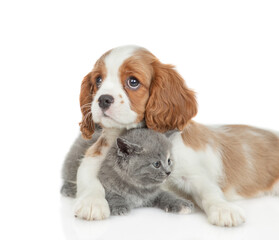 Aufkleber - Friendly Cavalier King Charles Spaniel hugs tiny kitten. Pets look at camera together. isolated on white background