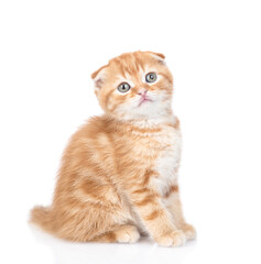 Aufkleber - Ginger tabby kitten sits and looks at camera. isolated on white background
