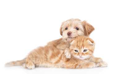 Aufkleber - Friendly Goldust Yorkshire terrier puppy hugs tiny ginger tabby kitten. isolated on white background