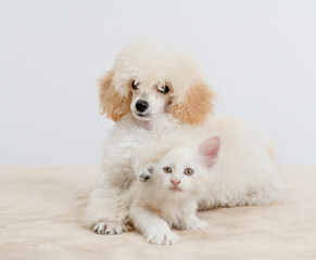 Aufkleber - Friendly Poodle puppy lying with tiny maine coon cat on a bed at home. Pets look at camera together