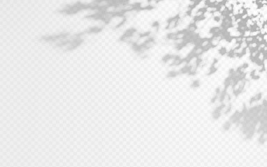 Wall Mural - shadow overlay from a tree branch isolated on a transparent background.