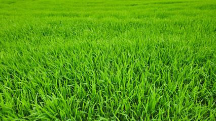 Canvas Print - bright green field of spring fresh grass