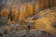 © Anton Gvozdikov - Hiker with backpack walking through rocky hillside surrounded by golden autumn trees in mountains