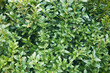 Bukszpan, gryszpan, Buxus L.