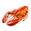 © Mtstock - lobster isolated on white