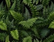 © ลลิดา ไชยศรีษะ - Lush Green Fern Fronds on Black Background