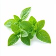 © anucha - Fresh Green Oregano Sprig on White Background