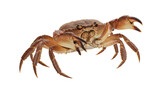 Isolated Close-Up of a Brown Crab