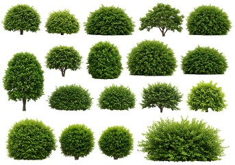 Isolated collection of various types of green bushes and trees on a white background for design use