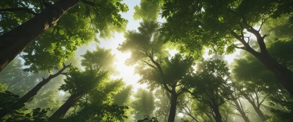 Wall Mural - Lush green forest canopy, dappled sunlight filtering through leaves, forest,  ecology