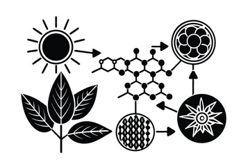 photosynthesis overview: light, water, co₂ to glucose and oxygen