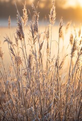 Naklejka na meble frost-covered cattails shimmer in the golden light of a winter sunrise.
