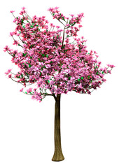 Wall Mural - 3d rendering magnolia tree on white