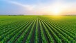 © sa-photo - A birds-eye view of neatly planted corn rows on a vast farm field, with the plants stretching toward the horizon, creating a natural grid.