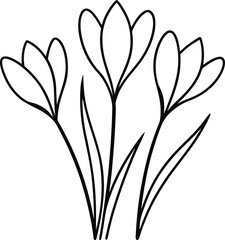 Wall Mural - beautiful continuous line drawing of blooming crocus flowers for floral line art botanical designs e