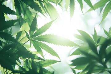 Aufkleber - Sunlight filtering through green cannabis leaves in a natural setting creates a serene atmosphere in the early morning