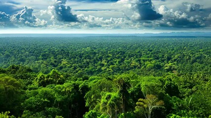 Poster - Explore lush green jungle landscape with expansive views of treetops under a bright sky in 4K resolution, showcasing nature's beauty at dawn
