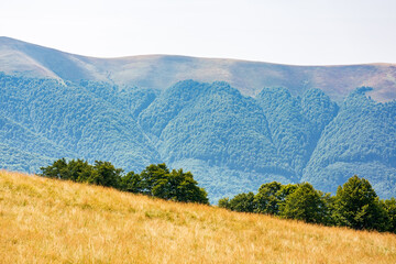 Wall Mural - carpathian mountain landscape in summer. vacation season. scenery with grassy alpine meadows and pri