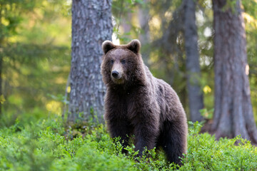 Wall Mural - Brown bear (ursus arctos) in the forest scenery