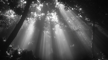 Poster - Light pierces the dense forest canopy in black and white