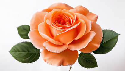 isolated bohemian orange roses flower screen print