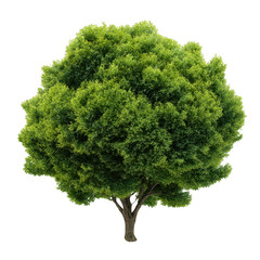 green tree with a brown trunk isolated on transparent background