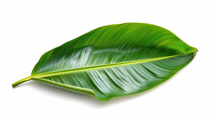 Fresh and vibrant banana leaf, perfect for tropical decor or culinary use, isolated on a white background for stunning visuals.