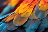 Close-up view of vibrant parrot feather patterns.