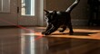 © chiroxima - Black cat chasing red laser pointer - Photo