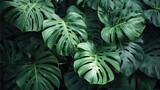 Lush green tropical monstera leaves background texture image natural vibrant foliage dark green plants jungle botanical photography summer nature close up detailed view exotic leaf pattern flora scene