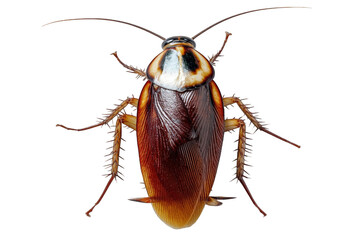 Wall Mural - detailed closeup of a brown cockroach insect specimen with visible texture and antennae isolated on 