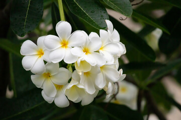 Wall Mural - White Frangipani flower Plumeria alba with green leaves