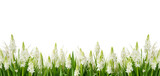 white hyacinth flowers blooming in spring, bottom border decoration, floral border, card design, isolated on background, transparent png