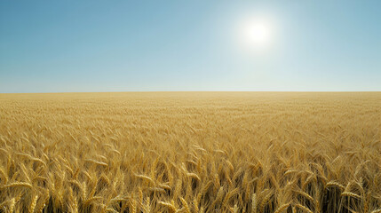 vast golden wheat field under a bright sun and clear blue sky.