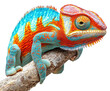 © Luminara - Colorful chameleon on branch nature wildlife isolated on transparent background
