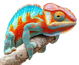 Colorful chameleon on branch nature wildlife isolated on transparent background