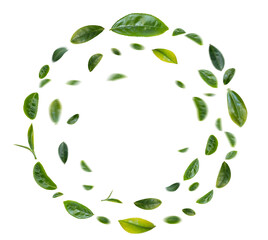 Wall Mural - green tea leaves circle flying in the air on transparent background.