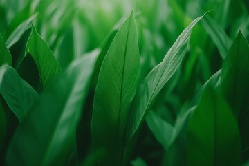 Poster - Single tropical plant leaf highlights its lush green hues and fine details, with natural light enhancing its beauty, featuring ample copy space for text placement