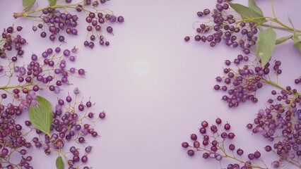 Wall Mural - a cluster of purple flowers with green leaves is placed on a purple background. the flowers are arra