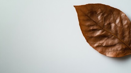 Poster - A crisp brown leaf lies still on a white surface, showcasing its intricate veins and contours, creating a calming and minimalist composition