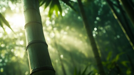 Poster - A striking bamboo stalk stands tall, its green surface and delicate leaves illuminated by soft sunlight filtering through a dense forest canopy