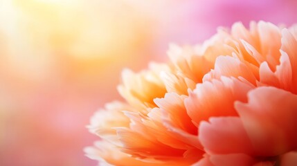 Poster - A single coral peony bloom displays its delicate layered petals, enhanced by natural shadows, set against a blurred pastel pink backdrop with ample copy space