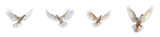 Four white doves in various stages of flight. cut out transparent